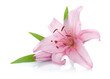 Pink lily