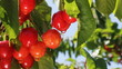 Video: Ripe cheries on the tree. Ripe cheries on the tree.