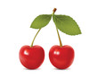 Beautiful cherry. realistic vector illustration