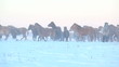 herd of horses on the winter field running away