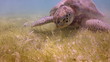 the loggerhead turtle filmed underwater in mexico