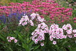 Phlox