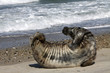 Kegelrobbe auf Helgoland