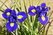 Foto: iris iris