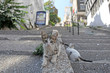 Gray Cat Taken On The Istanbul...