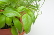 Potted Herbs