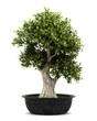 bonsai plant in pot isolated on white background