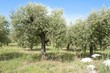 olive trees