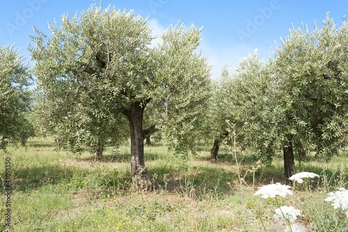 Photo: olive trees olive trees