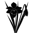 Flowers of narcissuses isolated white background