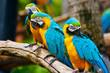 colorful macaw
