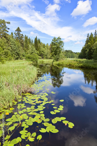 Photo: River with water lily leaf River with water lily leaf