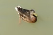 Wild duck on water surface on lake Neusiedl, Austria