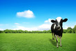 Cow on green grass and blue sky with clouds