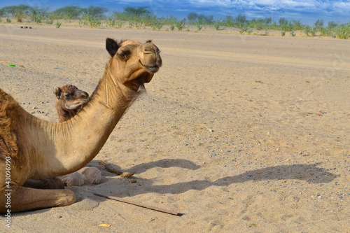 Photo: Two camels looking to distance Two camels looking to distance