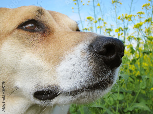 Photo: Hund und Rapsfeld, Portrait, Seitenansicht, 42 Hund und Rapsfeld, Portrait, Seitenansicht, 42