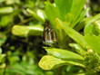 Butterfly resting on a plant