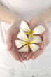 Photo: Close-up of a woman's hands holding Frangipani Close-up of a woman's hands holding Frangipani