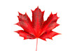 autumn maple leaves