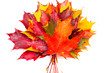 Photo: autumn maple leaves autumn maple leaves