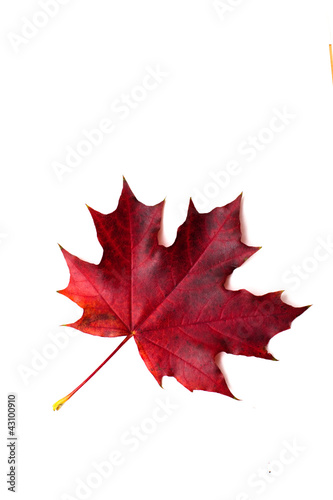 Photo: autumn maple leaves autumn maple leaves