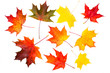 Photo: autumn maple leaves autumn maple leaves