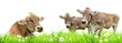Cows family in meadow, isolated on white background