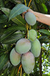 Summer Mango