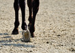 horse trotting through sand