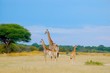 Giraffen Familie