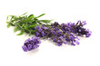 frischer Lavendel