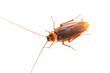 Cockroach on white background