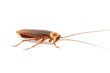 Cockroach on white background