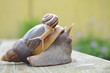Achatina Fulica