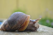 Achatina Fulica