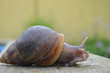 Riesenschnecke