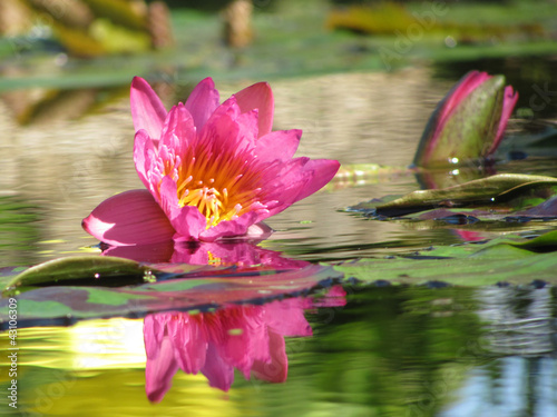 Photo: Magenta Lily Magenta Lily