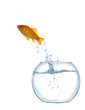 jumping out fish from aquarium