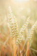 Foto: barley barley