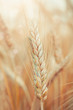 Foto: Wheat Wheat