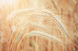Foto: Wheat Wheat