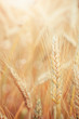 Foto: Wheat Wheat