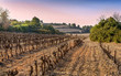 Vignoble des Pyrénées-Orientales.