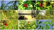 Natural collage