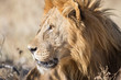 Foto: Male Lion in Etosha National Park, Namibia Male Lion in Etosha National Park, Namibia