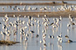 Foto: Black-winged stilt in Etosha National Park, Namibia Black-winged stilt in Etosha National Park, Namibia