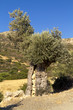 Ancient olive tree in Greece