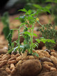 Peanut Plant, ready for harvest, shallow dof