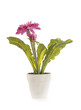 Flower in white pot isolated on white background
