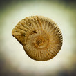 ammonite